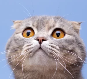 PetHQ B2B Website case study: Shopify Plus